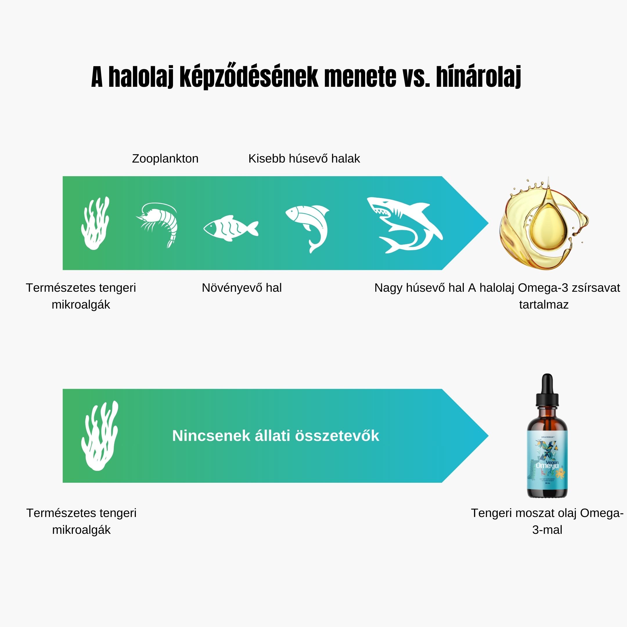 (Čeština) Vznik oleje